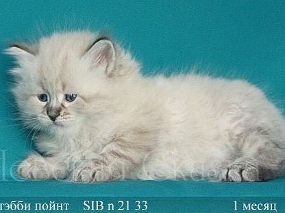 Мой кот Илюша, 1 месяц