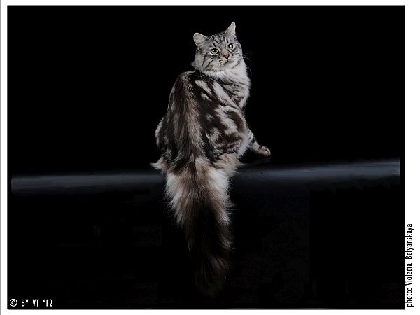 Профессиональное фото с выставки. Кошке 1 год