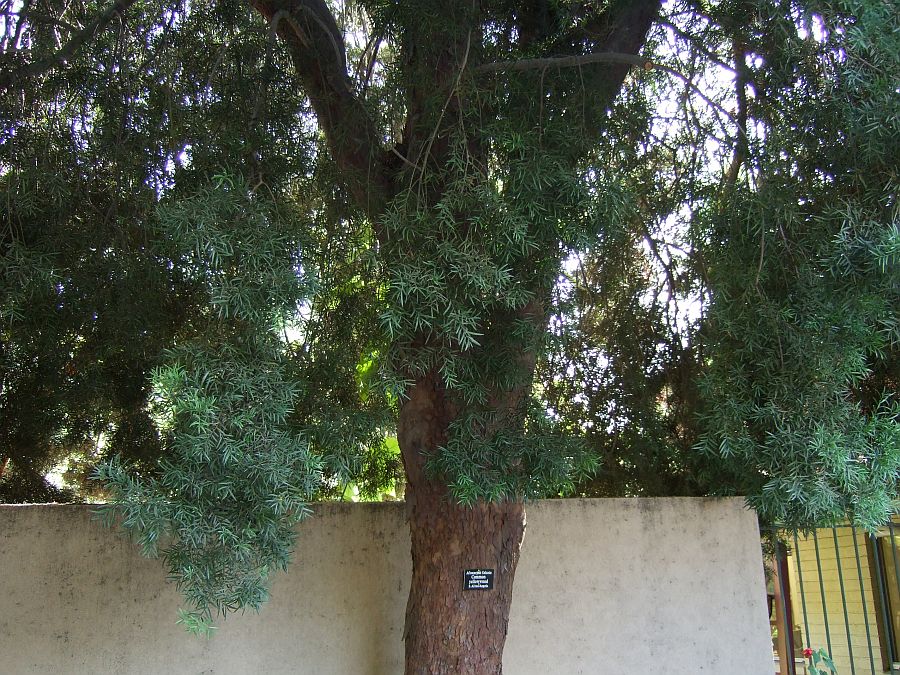 Дендрарий и Ботанический сад, Аркадия, Калифорния, США. Los Angeles County Arboretum and Botanical Garden, Arcadia, CA, USA