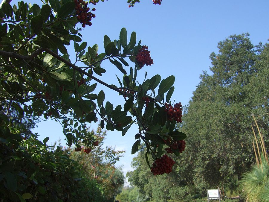 Дендрарий и Ботанический сад, Аркадия, Калифорния, США. Los Angeles County Arboretum and Botanical Garden, Arcadia, CA, USA