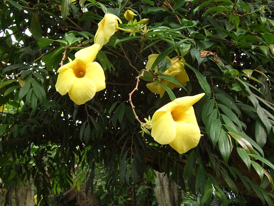 Дендрарий и Ботанический сад, Аркадия, Калифорния, США. Los Angeles County Arboretum and Botanical Garden, Arcadia, CA, USA