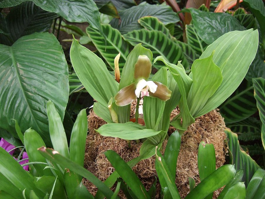 Дендрарий и Ботанический сад, Аркадия, Калифорния, США. Los Angeles County Arboretum and Botanical Garden, Arcadia, CA, USA