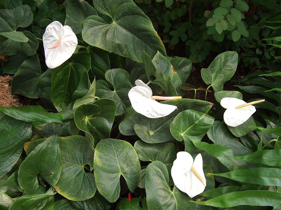 Дендрарий и Ботанический сад, Аркадия, Калифорния, США. Los Angeles County Arboretum and Botanical Garden, Arcadia, CA, USA