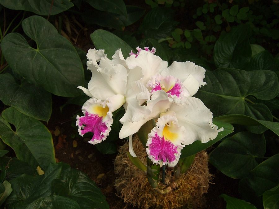Дендрарий и Ботанический сад, Аркадия, Калифорния, США. Los Angeles County Arboretum and Botanical Garden, Arcadia, CA, USA