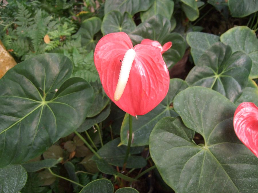 Дендрарий и Ботанический сад, Аркадия, Калифорния, США. Los Angeles County Arboretum and Botanical Garden, Arcadia, CA, USA