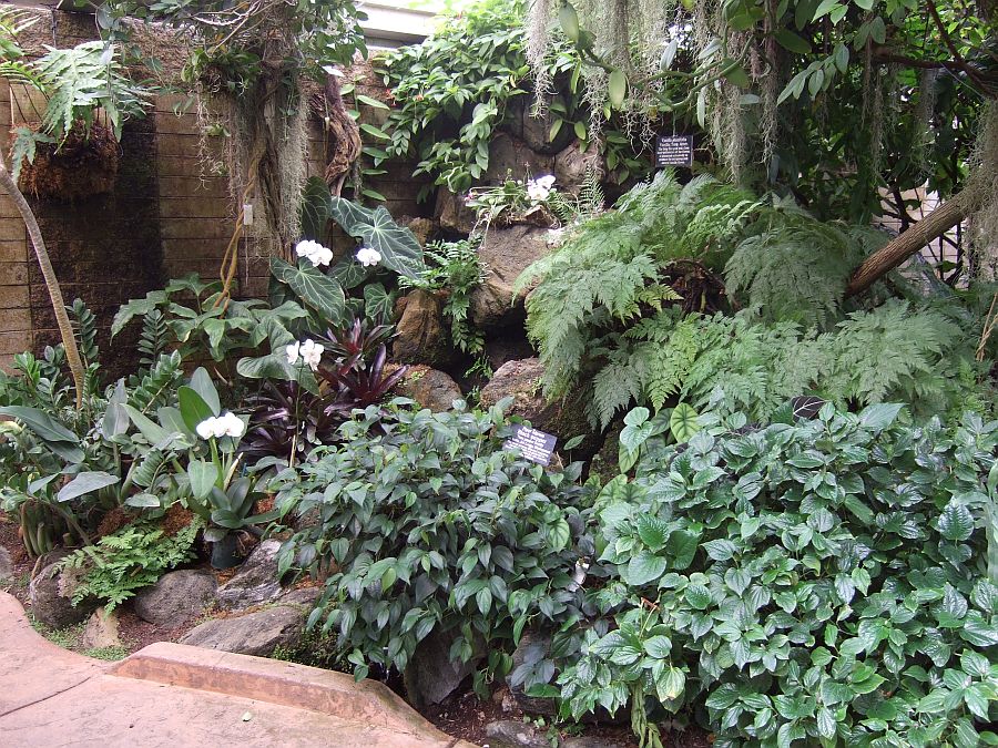 Дендрарий и Ботанический сад, Аркадия, Калифорния, США. Los Angeles County Arboretum and Botanical Garden, Arcadia, CA, USA