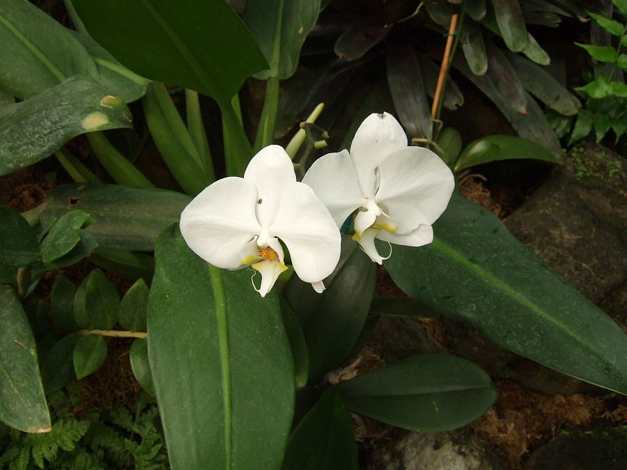 Дендрарий и Ботанический сад, Аркадия, Калифорния, США. Los Angeles County Arboretum and Botanical Garden, Arcadia, CA, USA
