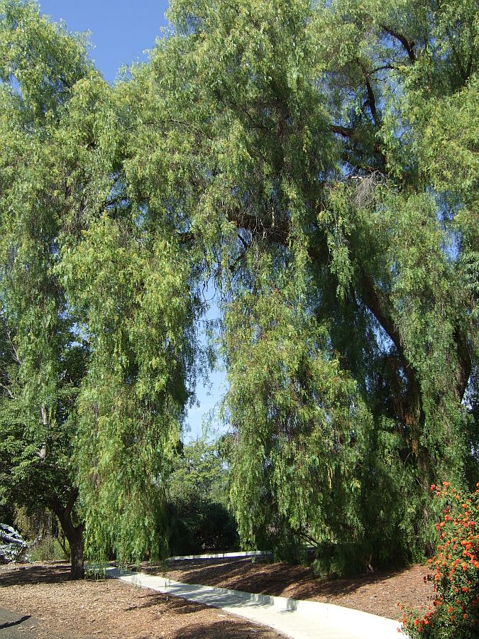 Дендрарий и Ботанический сад, Аркадия, Калифорния, США. Los Angeles County Arboretum and Botanical Garden, Arcadia, CA, USA
