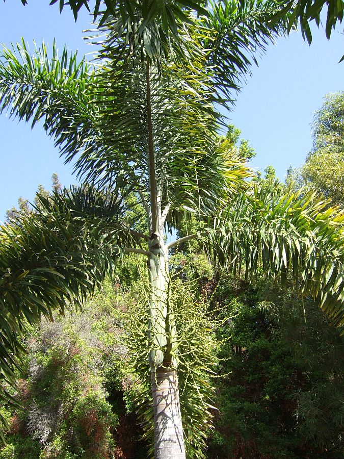 Дендрарий и Ботанический сад, Аркадия, Калифорния, США. Los Angeles County Arboretum and Botanical Garden, Arcadia, CA, USA