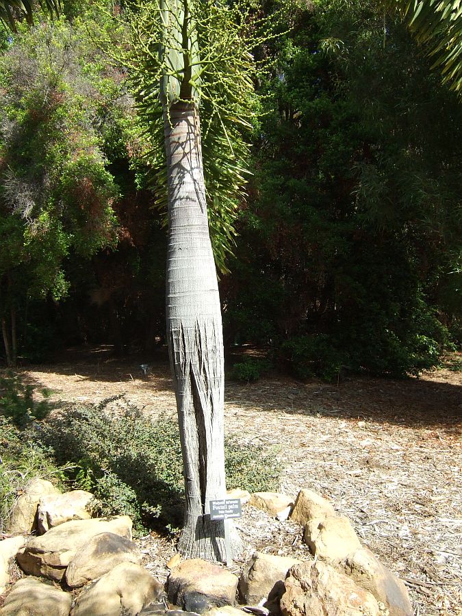 Дендрарий и Ботанический сад, Аркадия, Калифорния, США. Los Angeles County Arboretum and Botanical Garden, Arcadia, CA, USA