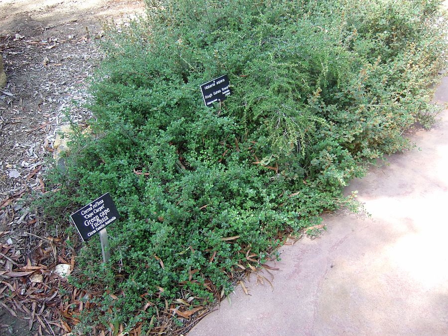 Дендрарий и Ботанический сад, Аркадия, Калифорния, США. Los Angeles County Arboretum and Botanical Garden, Arcadia, CA, USA