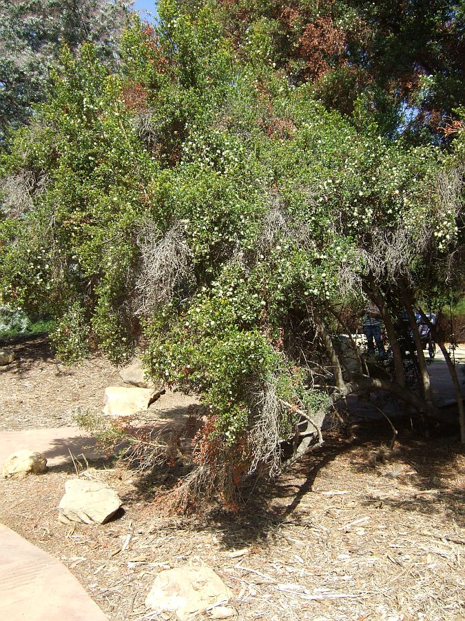 Дендрарий и Ботанический сад, Аркадия, Калифорния, США. Los Angeles County Arboretum and Botanical Garden, Arcadia, CA, USA
