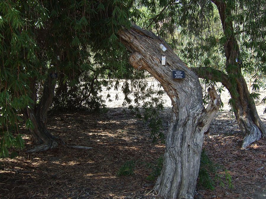 Дендрарий и Ботанический сад, Аркадия, Калифорния, США. Los Angeles County Arboretum and Botanical Garden, Arcadia, CA, USA
