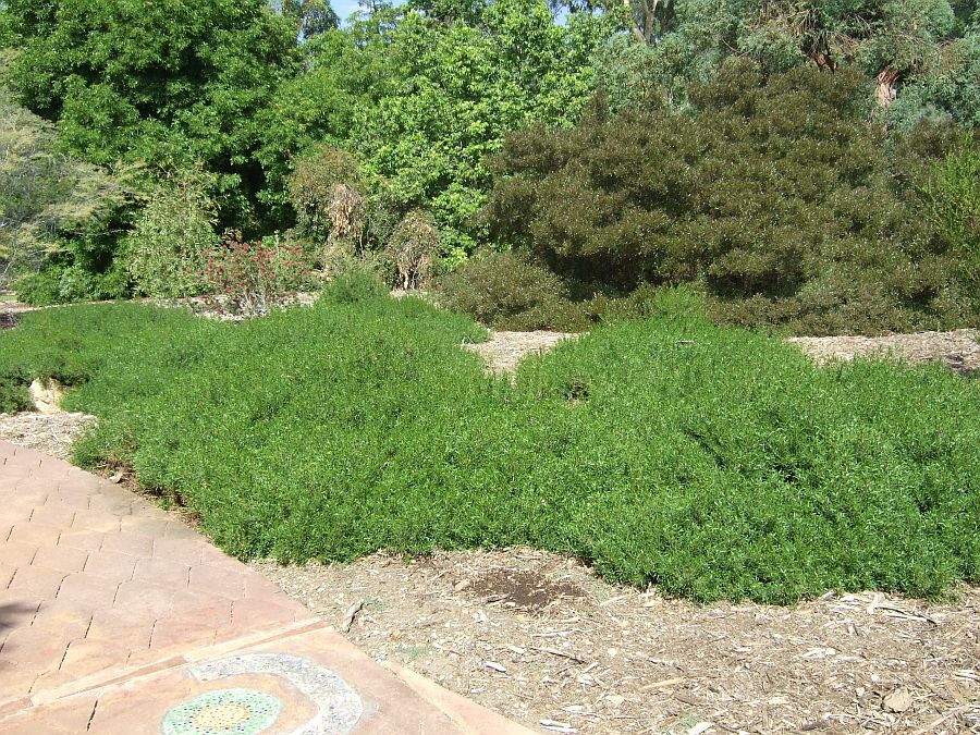 Дендрарий и Ботанический сад, Аркадия, Калифорния, США. Los Angeles County Arboretum and Botanical Garden, Arcadia, CA, USA