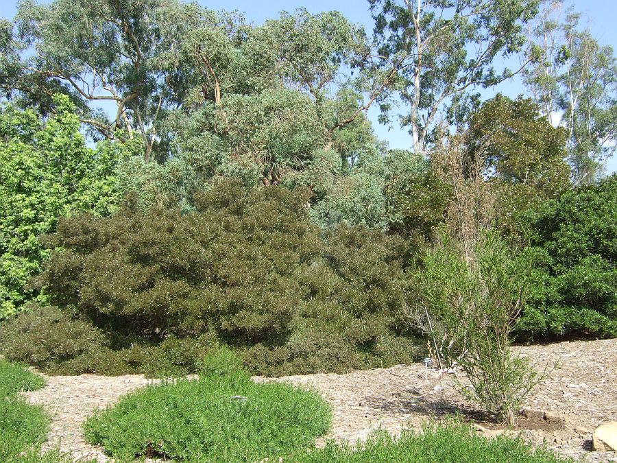 Дендрарий и Ботанический сад, Аркадия, Калифорния, США. Los Angeles County Arboretum and Botanical Garden, Arcadia, CA, USA