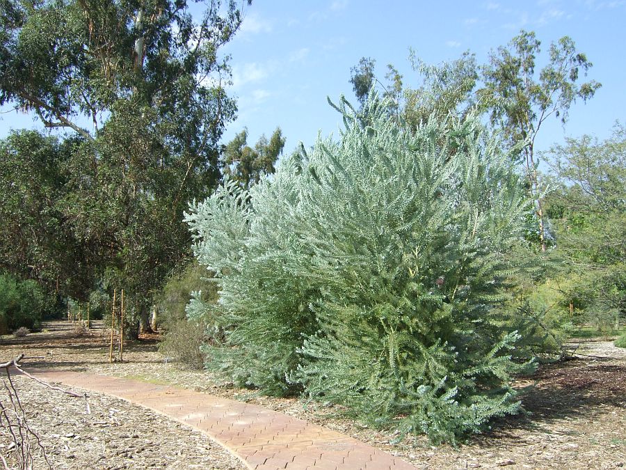 Дендрарий и Ботанический сад, Аркадия, Калифорния, США. Los Angeles County Arboretum and Botanical Garden, Arcadia, CA, USA