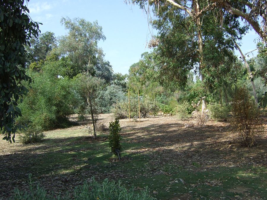 Дендрарий и Ботанический сад, Аркадия, Калифорния, США. Los Angeles County Arboretum and Botanical Garden, Arcadia, CA, USA