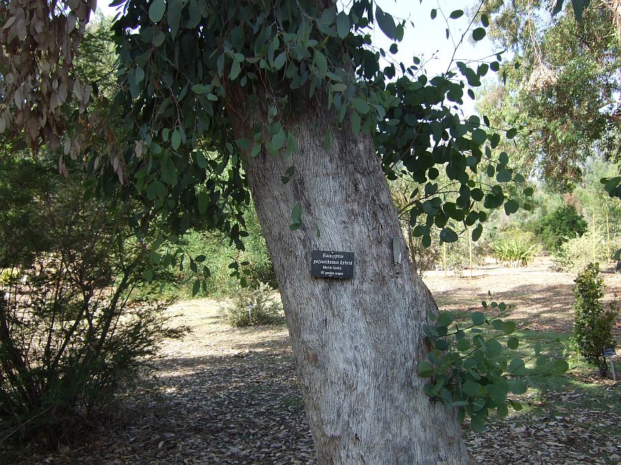 Дендрарий и Ботанический сад, Аркадия, Калифорния, США. Los Angeles County Arboretum and Botanical Garden, Arcadia, CA, USA