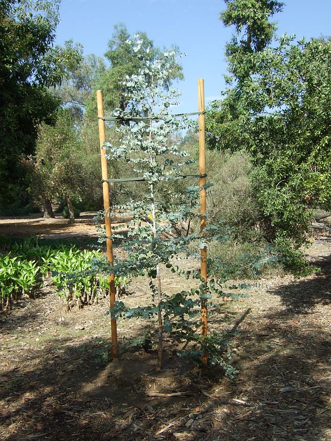 Дендрарий и Ботанический сад, Аркадия, Калифорния, США. Los Angeles County Arboretum and Botanical Garden, Arcadia, CA, USA