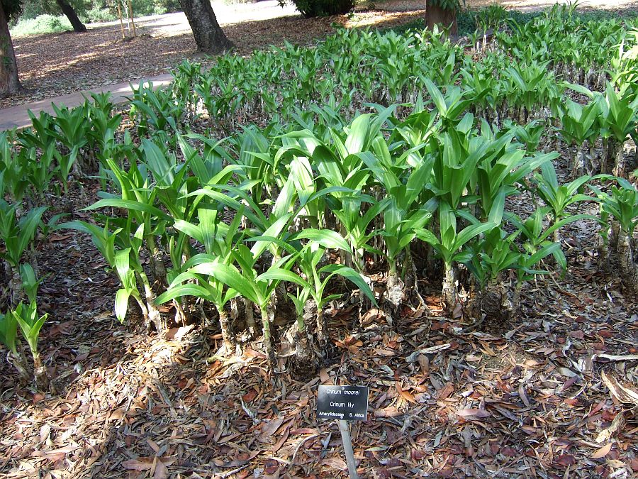 Дендрарий и Ботанический сад, Аркадия, Калифорния, США. Los Angeles County Arboretum and Botanical Garden, Arcadia, CA, USA