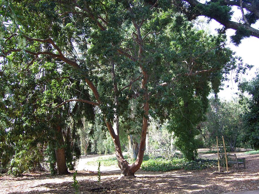 Дендрарий и Ботанический сад, Аркадия, Калифорния, США. Los Angeles County Arboretum and Botanical Garden, Arcadia, CA, USA