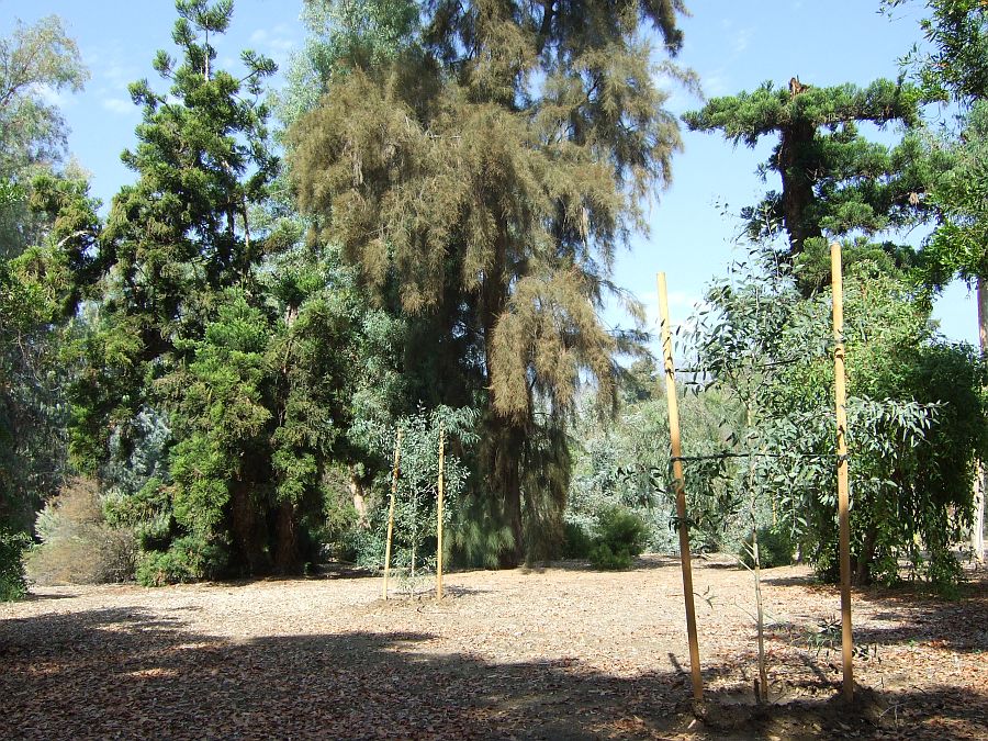 Дендрарий и Ботанический сад, Аркадия, Калифорния, США. Los Angeles County Arboretum and Botanical Garden, Arcadia, CA, USA