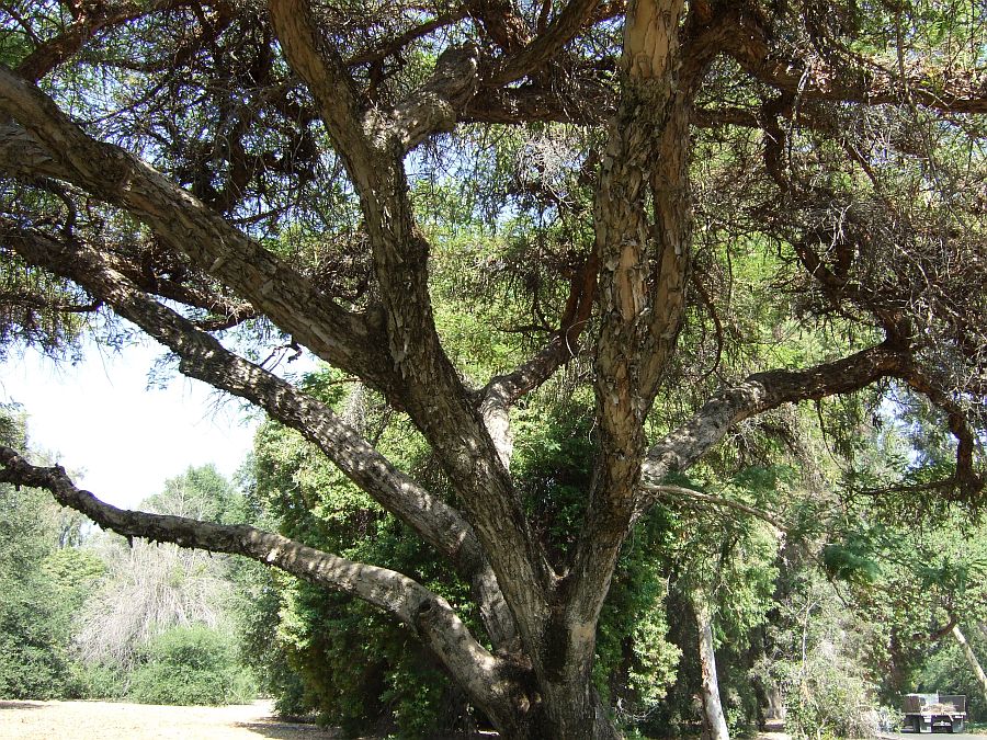 Дендрарий и Ботанический сад, Аркадия, Калифорния, США. Los Angeles County Arboretum and Botanical Garden, Arcadia, CA, USA