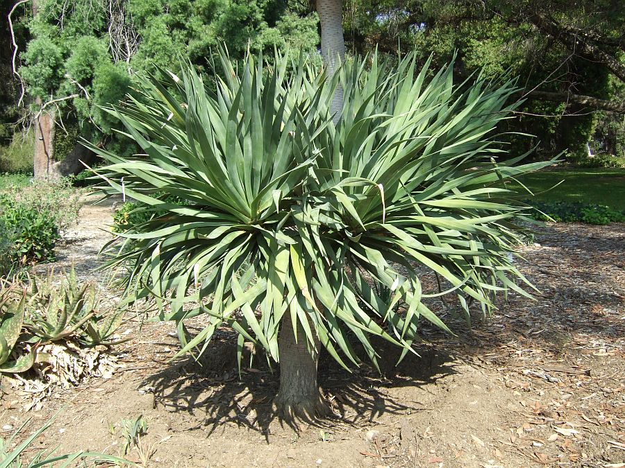 Дендрарий и Ботанический сад, Аркадия, Калифорния, США. Los Angeles County Arboretum and Botanical Garden, Arcadia, CA, USA