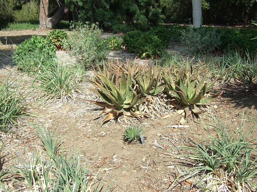 Дендрарий и Ботанический сад, Аркадия, Калифорния, США. Los Angeles County Arboretum and Botanical Garden, Arcadia, CA, USA