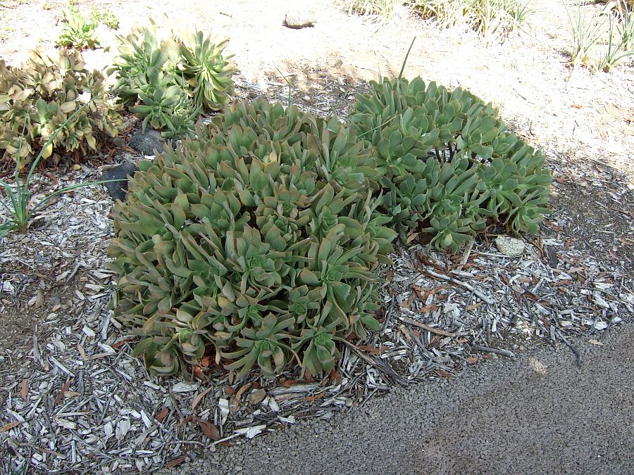 Дендрарий и Ботанический сад, Аркадия, Калифорния, США. Los Angeles County Arboretum and Botanical Garden, Arcadia, CA, USA