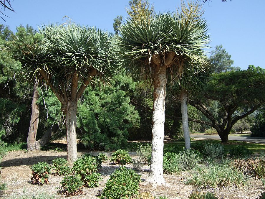 Дендрарий и Ботанический сад, Аркадия, Калифорния, США. Los Angeles County Arboretum and Botanical Garden, Arcadia, CA, USA