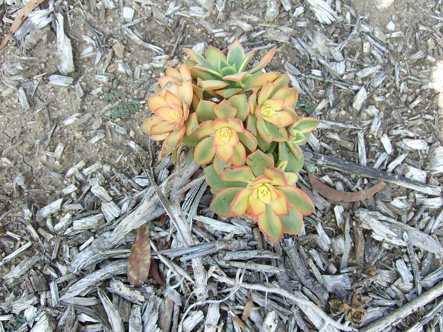 Дендрарий и Ботанический сад, Аркадия, Калифорния, США. Los Angeles County Arboretum and Botanical Garden, Arcadia, CA, USA
