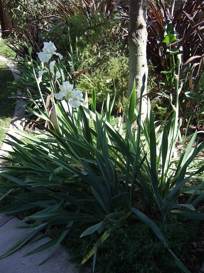 Дендрарий и Ботанический сад, Аркадия, Калифорния, США. Los Angeles County Arboretum and Botanical Garden, Arcadia, CA, USA