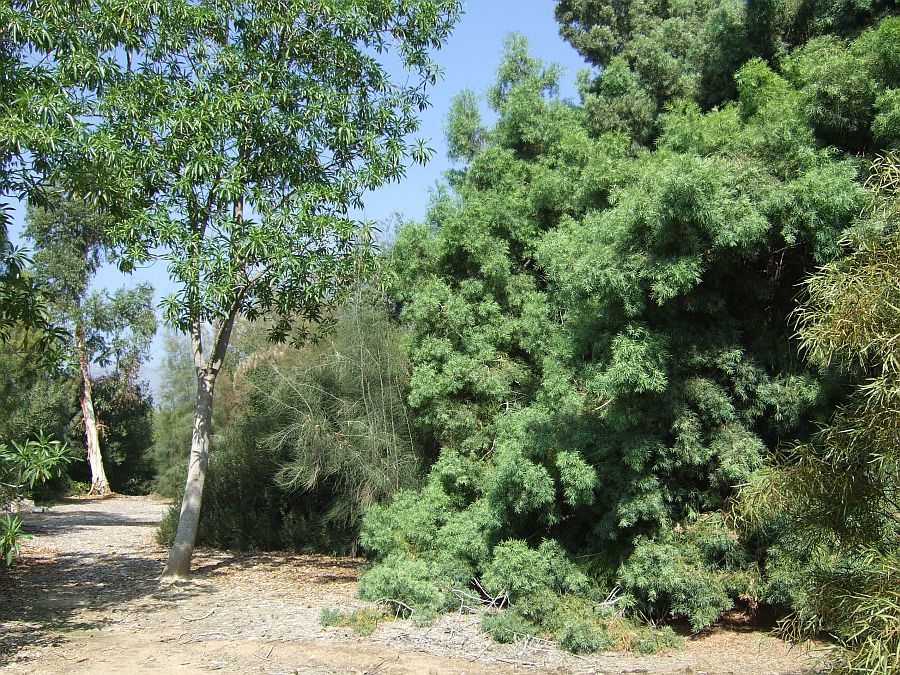 Дендрарий и Ботанический сад, Аркадия, Калифорния, США. Los Angeles County Arboretum and Botanical Garden, Arcadia, CA, USA