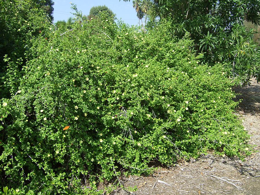 Дендрарий и Ботанический сад, Аркадия, Калифорния, США. Los Angeles County Arboretum and Botanical Garden, Arcadia, CA, USA