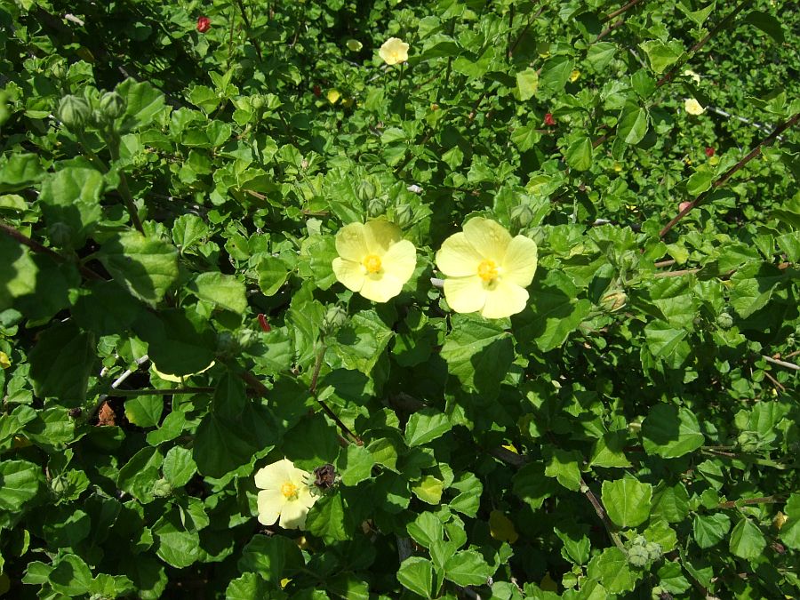Дендрарий и Ботанический сад, Аркадия, Калифорния, США. Los Angeles County Arboretum and Botanical Garden, Arcadia, CA, USA