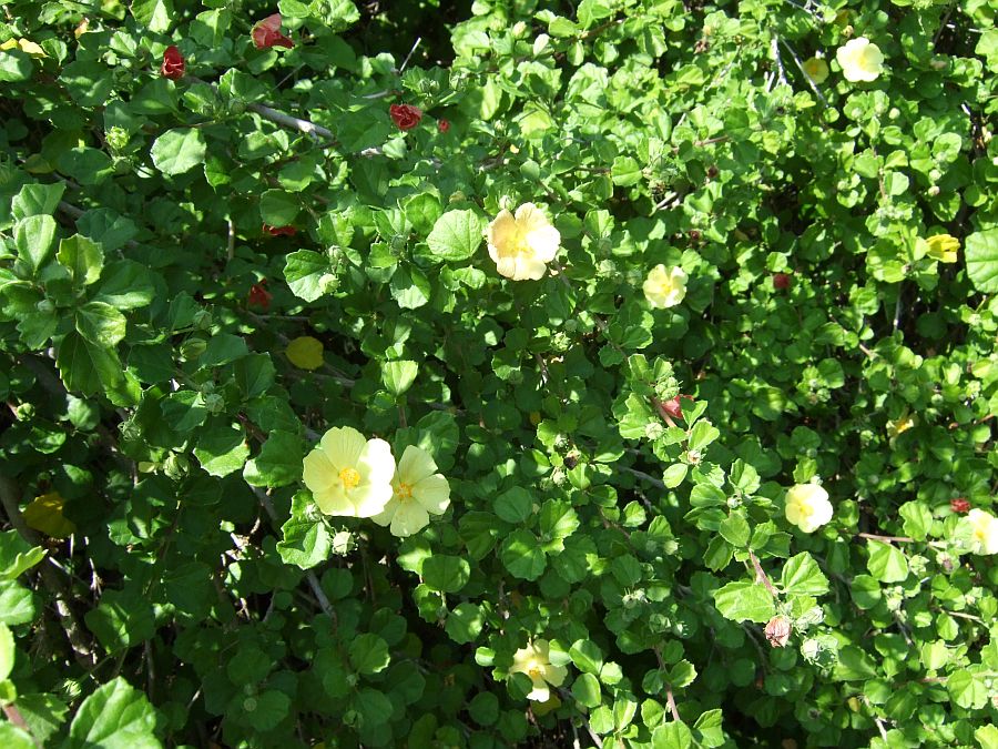 Дендрарий и Ботанический сад, Аркадия, Калифорния, США. Los Angeles County Arboretum and Botanical Garden, Arcadia, CA, USA