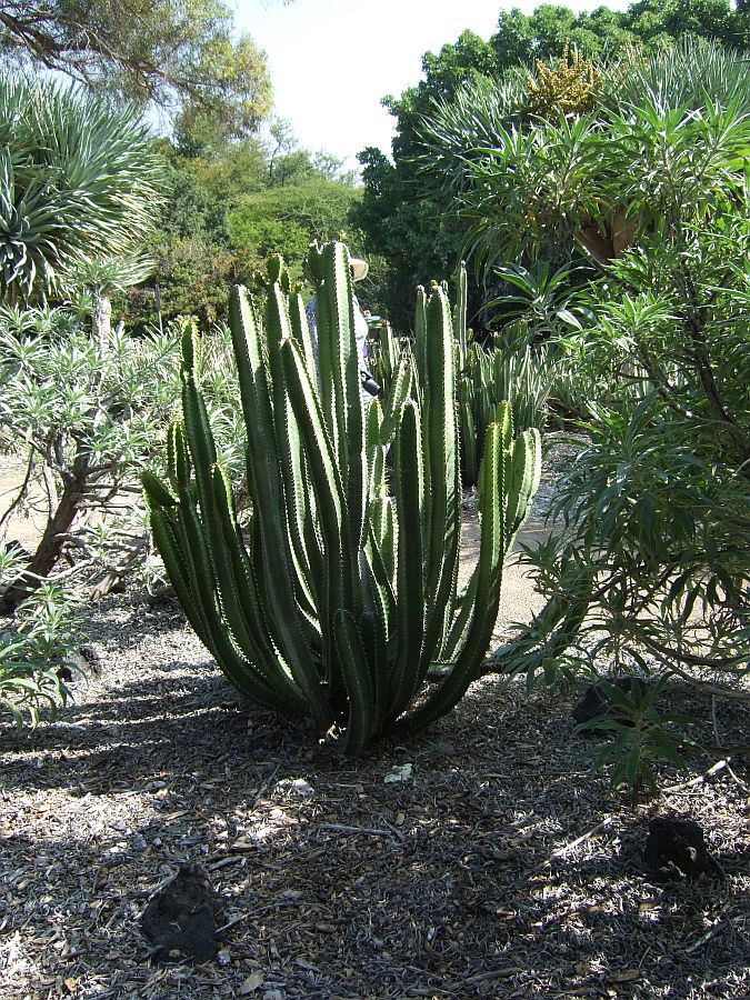Дендрарий и Ботанический сад, Аркадия, Калифорния, США. Los Angeles County Arboretum and Botanical Garden, Arcadia, CA, USA