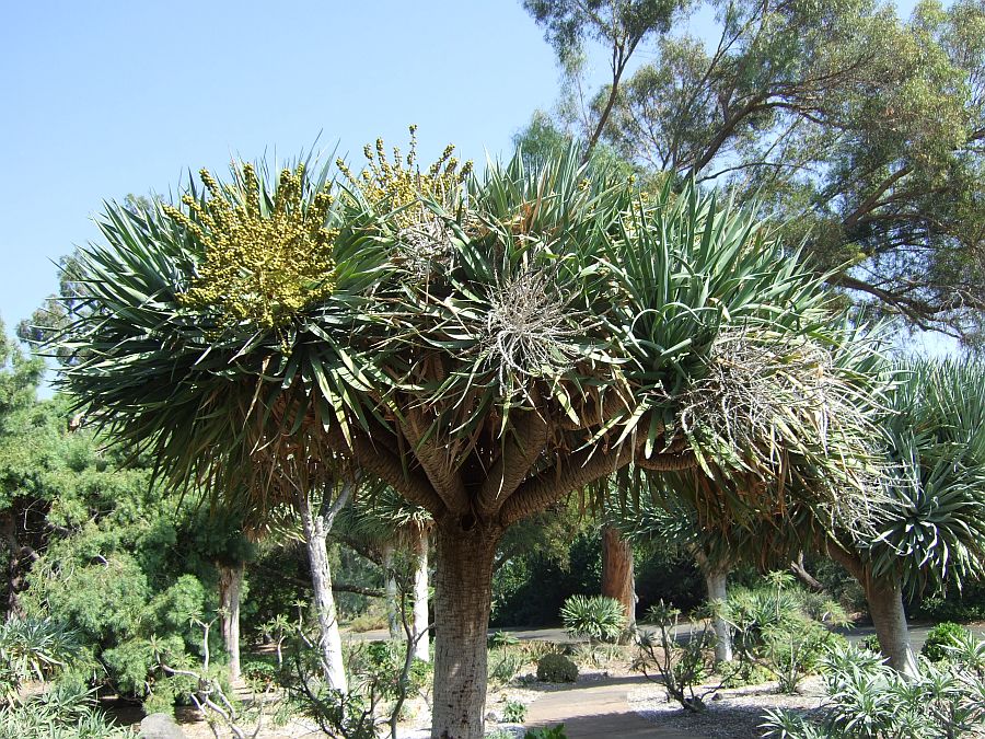Дендрарий и Ботанический сад, Аркадия, Калифорния, США. Los Angeles County Arboretum and Botanical Garden, Arcadia, CA, USA