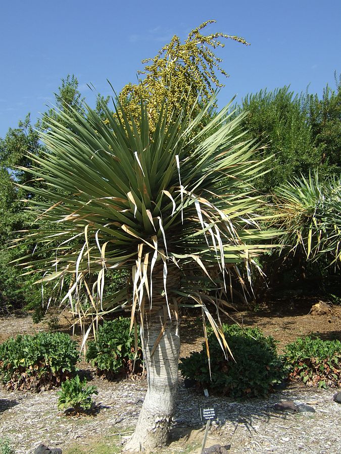 Дендрарий и Ботанический сад, Аркадия, Калифорния, США. Los Angeles County Arboretum and Botanical Garden, Arcadia, CA, USA