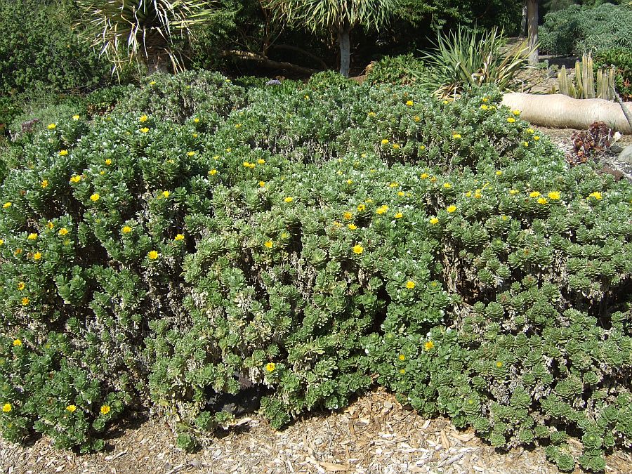 Дендрарий и Ботанический сад, Аркадия, Калифорния, США. Los Angeles County Arboretum and Botanical Garden, Arcadia, CA, USA