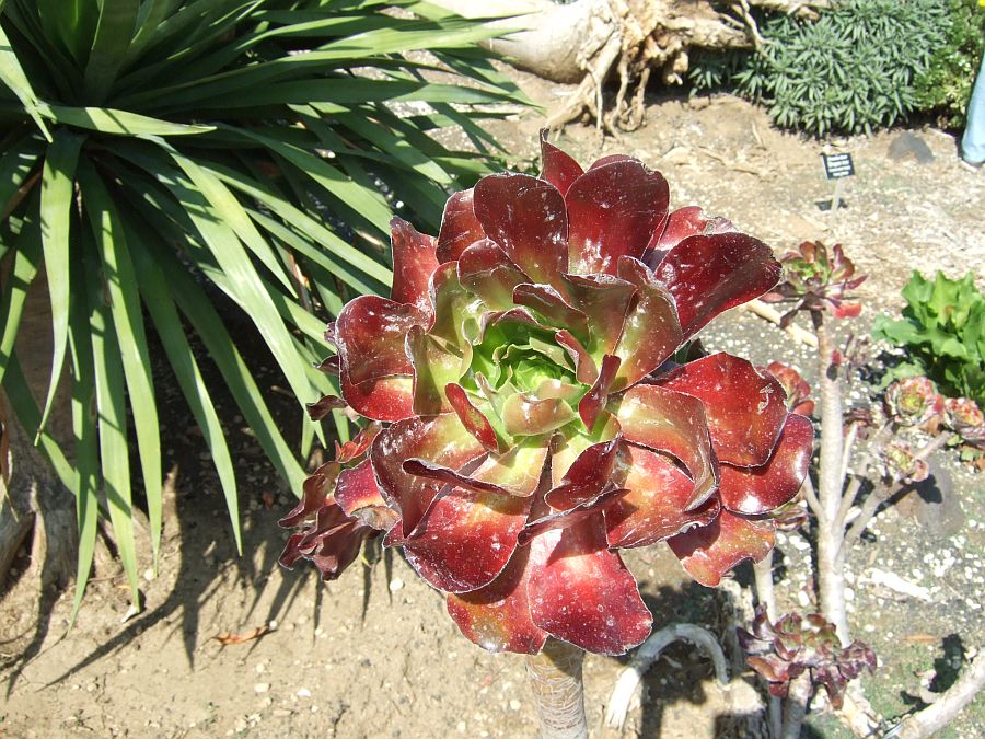 Дендрарий и Ботанический сад, Аркадия, Калифорния, США. Los Angeles County Arboretum and Botanical Garden, Arcadia, CA, USA