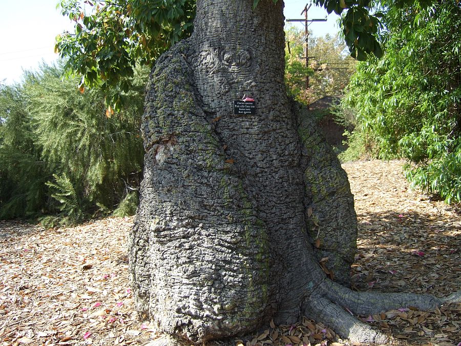 Дендрарий и Ботанический сад, Аркадия, Калифорния, США. Los Angeles County Arboretum and Botanical Garden, Arcadia, CA, USA