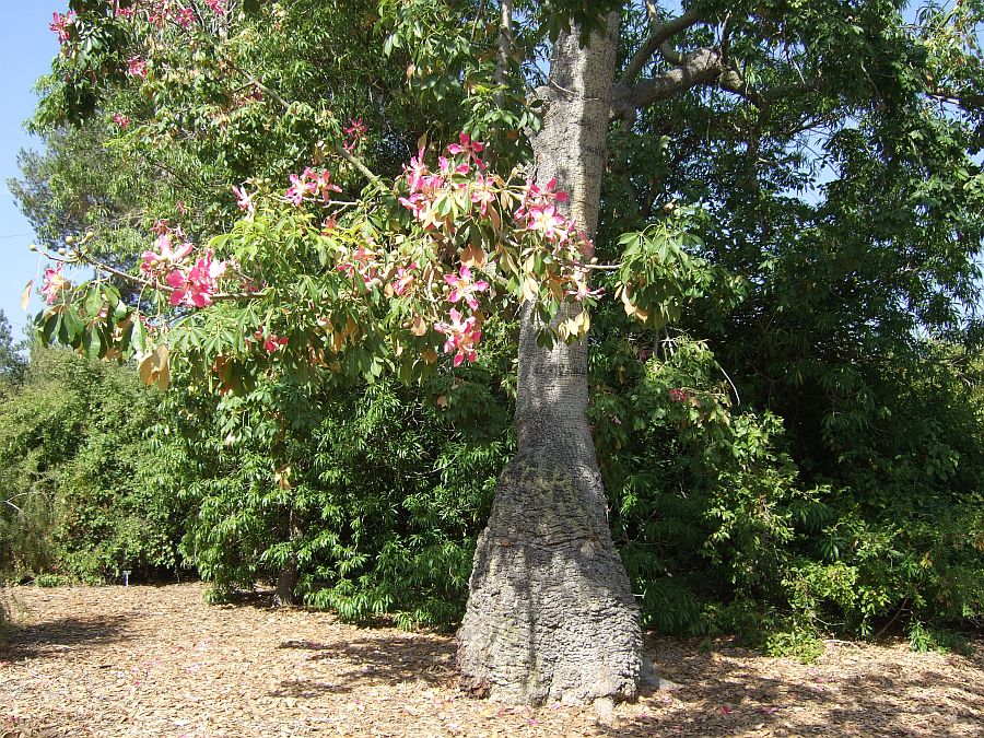Дендрарий и Ботанический сад, Аркадия, Калифорния, США. Los Angeles County Arboretum and Botanical Garden, Arcadia, CA, USA