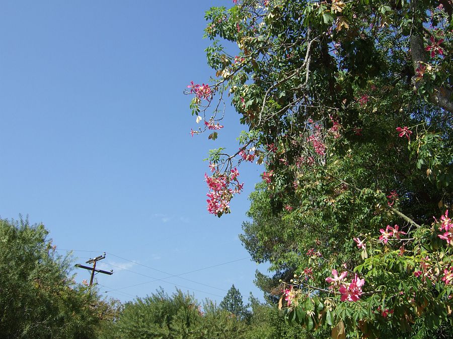 Дендрарий и Ботанический сад, Аркадия, Калифорния, США. Los Angeles County Arboretum and Botanical Garden, Arcadia, CA, USA