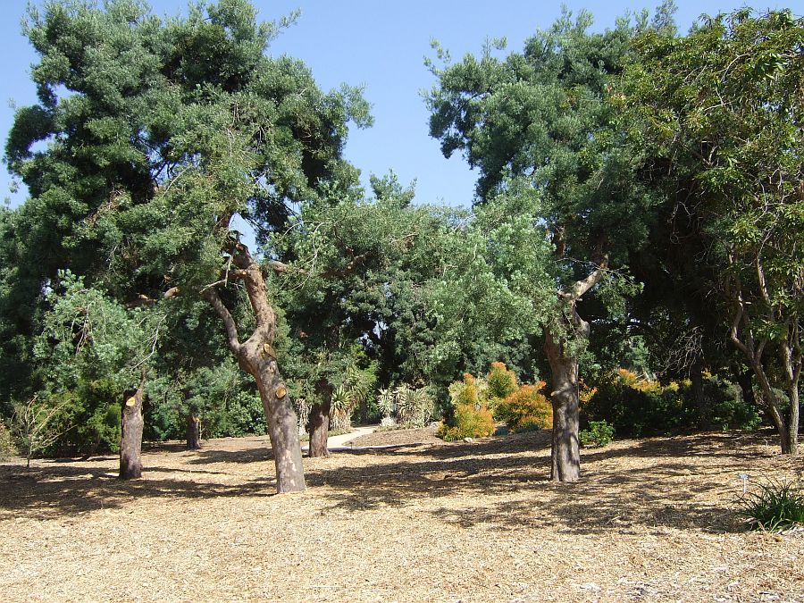 Дендрарий и Ботанический сад, Аркадия, Калифорния, США. Los Angeles County Arboretum and Botanical Garden, Arcadia, CA, USA