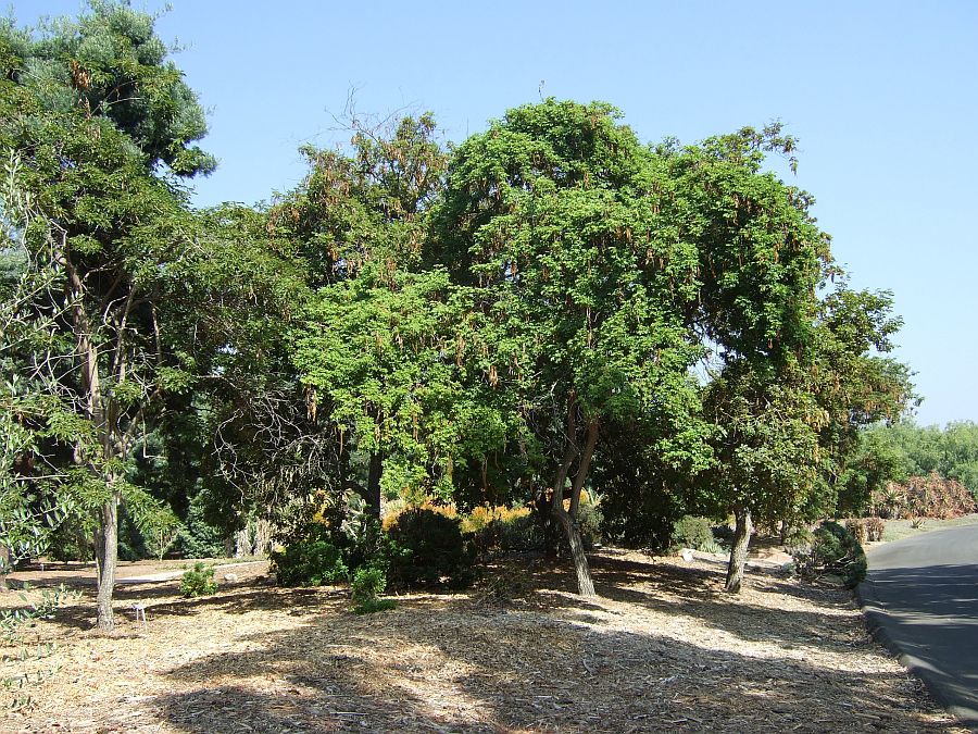 Дендрарий и Ботанический сад, Аркадия, Калифорния, США. Los Angeles County Arboretum and Botanical Garden, Arcadia, CA, USA