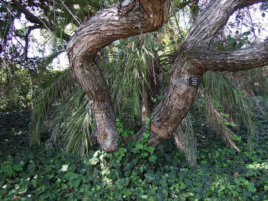 Дендрарий и Ботанический сад, Аркадия, Калифорния, США. Los Angeles County Arboretum and Botanical Garden, Arcadia, CA, USA
