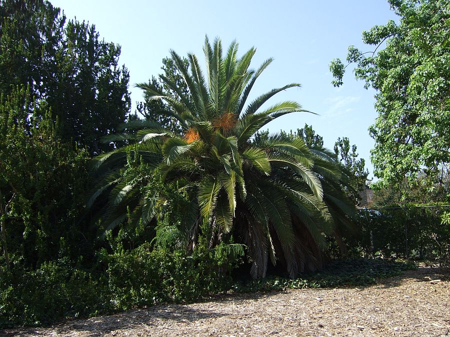 Дендрарий и Ботанический сад, Аркадия, Калифорния, США. Los Angeles County Arboretum and Botanical Garden, Arcadia, CA, USA