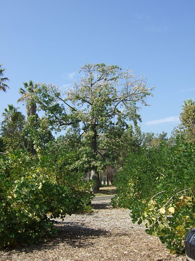 Дендрарий и Ботанический сад, Аркадия, Калифорния, США. Los Angeles County Arboretum and Botanical Garden, Arcadia, CA, USA
